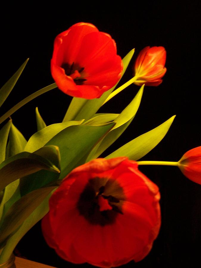 Tulip Arrangement 1 Photograph by Peter Mooyman