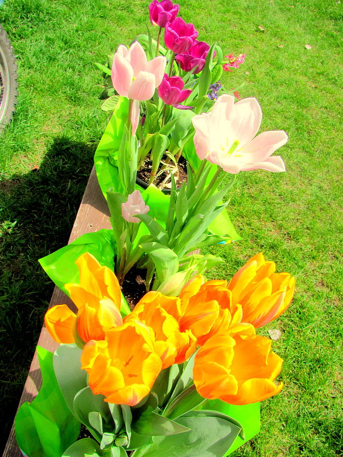 Flower Photograph - Tulip Assortment by Amy Bradley