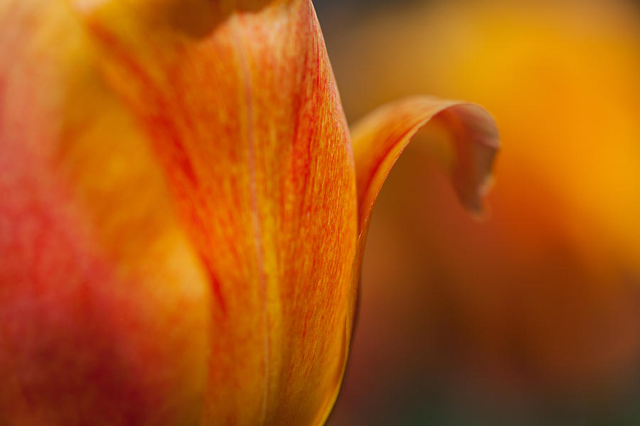 Tulip Bends Photograph by Karol Livote