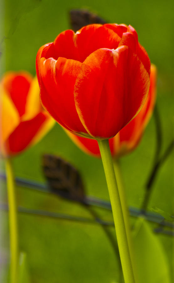 Tulip Photograph by Bill Barber