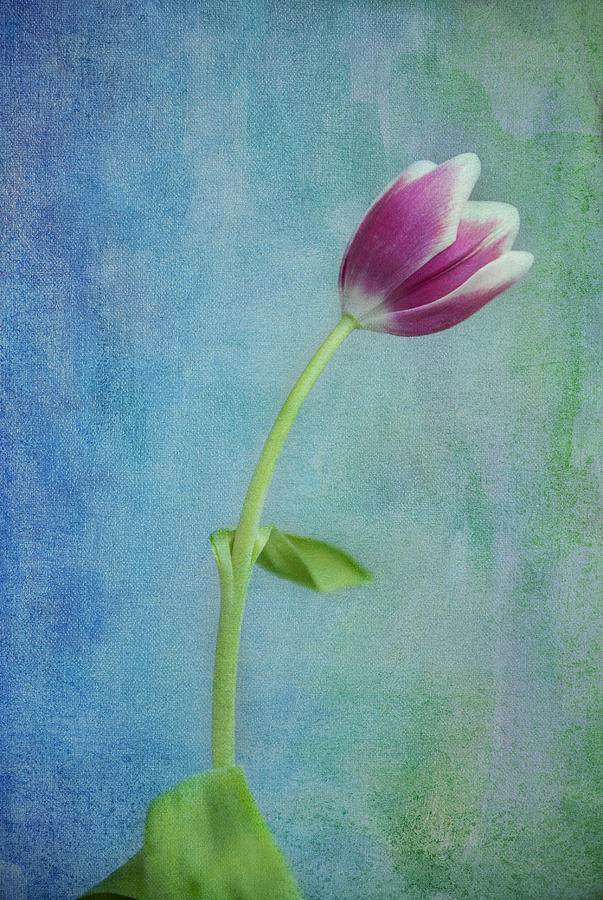 Tulip Bliss Photograph by Carrie Kouri | Fine Art America