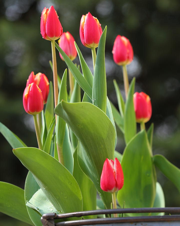 Tulip Bucket Photograph by Coby Cooper