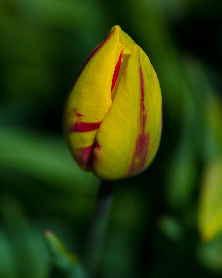 Tulip Bud Photograph by Tikvahs Hope