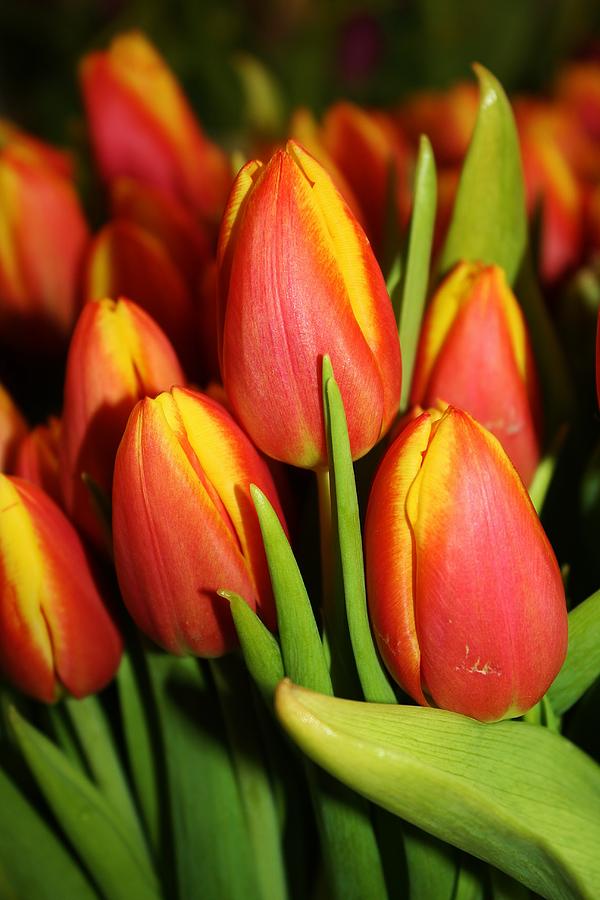 Tulip Buds Photograph by Bruce Bley | Fine Art America