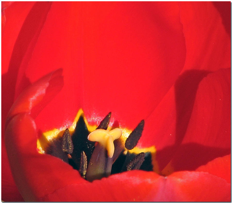 Tulip Central Photograph by Chris Anderson