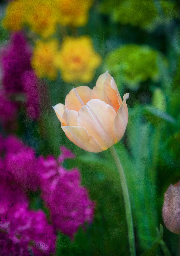 Tulip Photograph by Cindy Haggerty