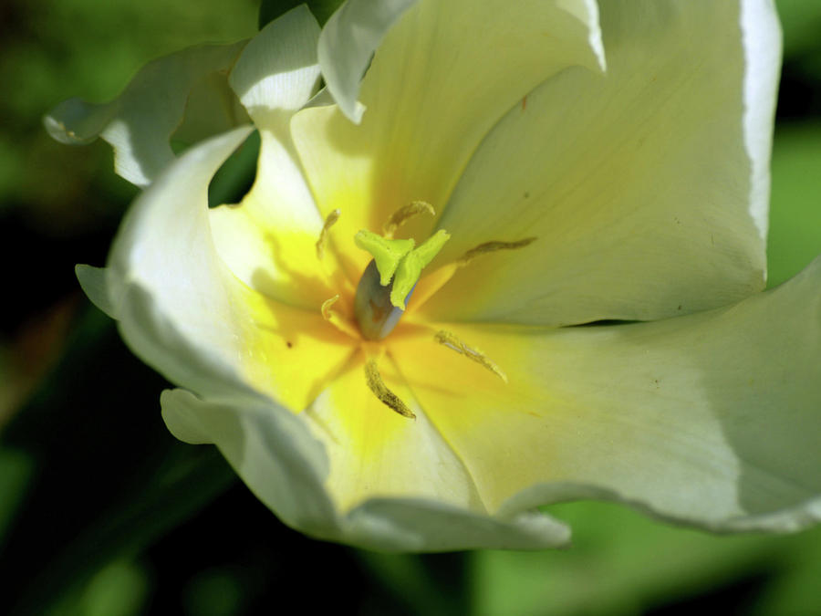 Spring Photograph - Tulip Close-up - 2 by Randy Muir