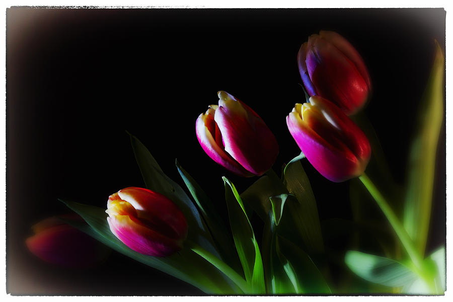 Tulip Dream Photograph by Linda Tiepelman