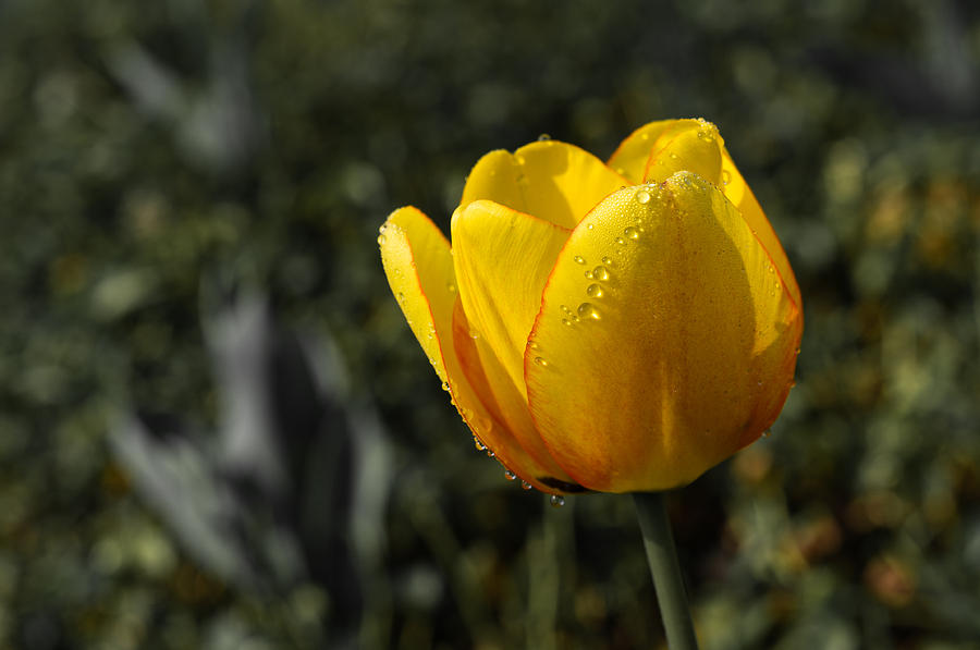 Flower Photograph - Tulip Drops by Lori Coleman