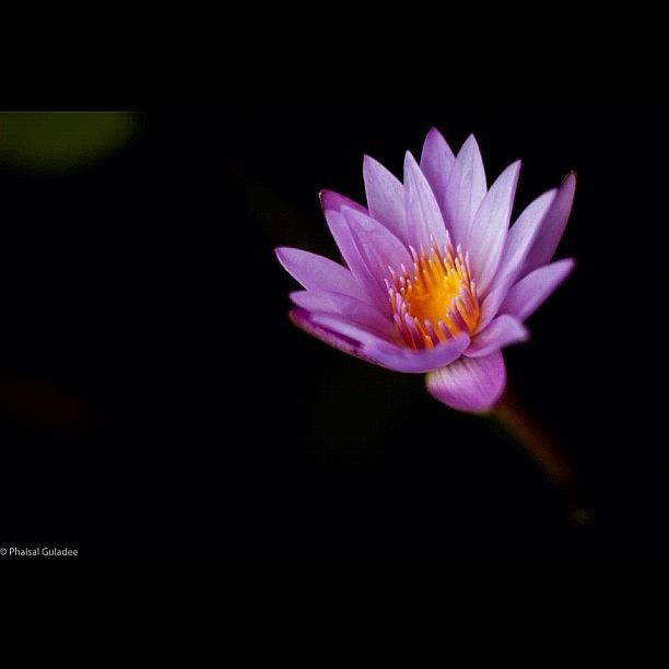 Lily Photograph - Tulip...? Educate Me, Which Flower Is by Phaisal Guladee
