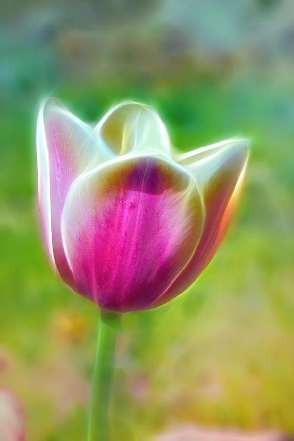 Tulip Exaltation Photograph by Bill and Linda Tiepelman