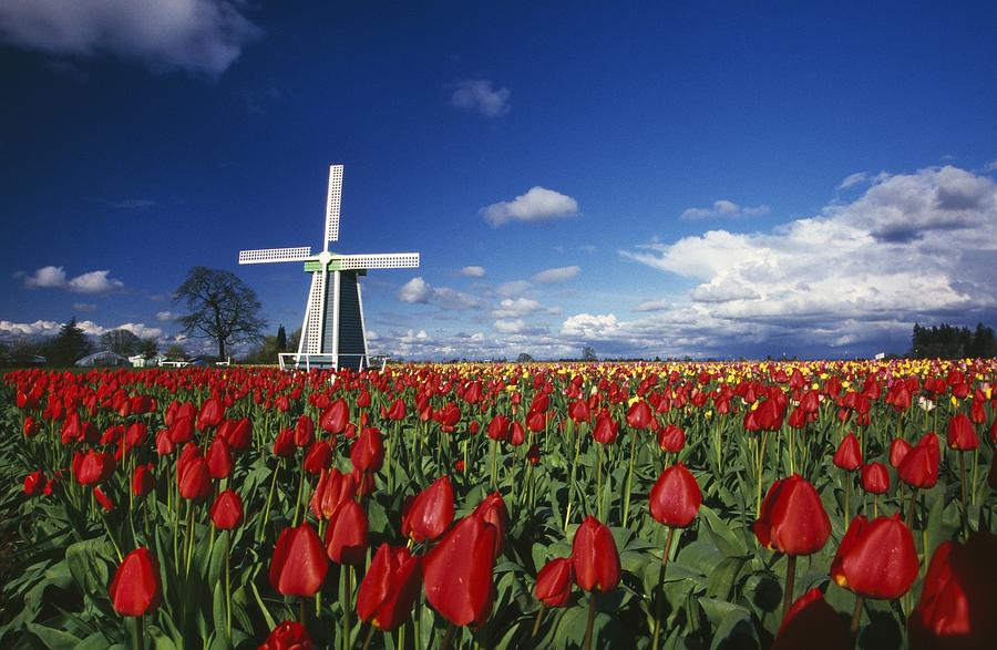 Landscape Photograph - Tulip Field And Windmill by Natural Selection Craig Tuttle
