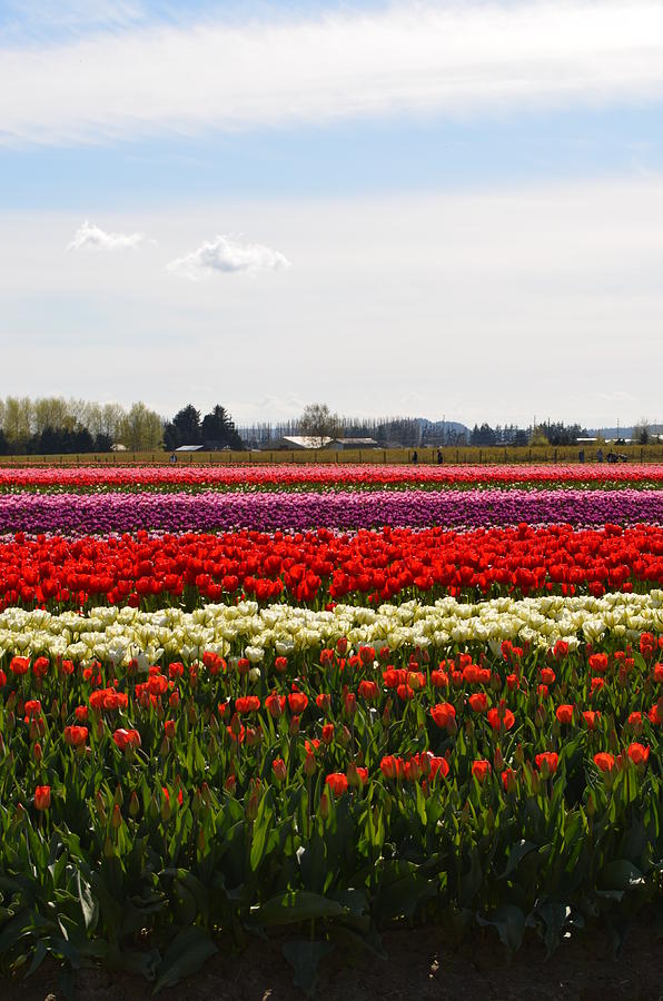 Tulip Field Photograph by Aryn Sherman - Fine Art America