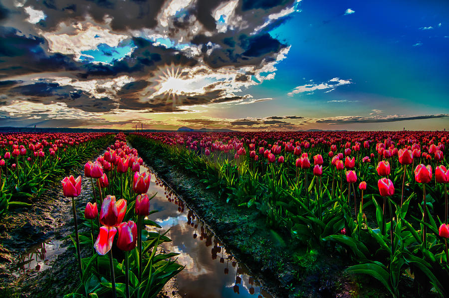 Tulip Field At Sunset Photograph By Eric Schoneker