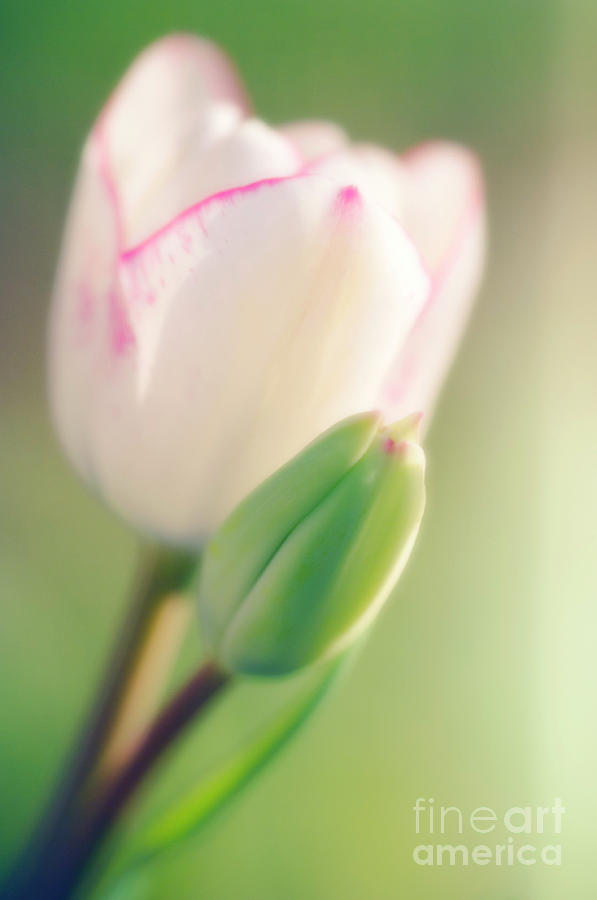 Spring Photograph - Tulip Flower And Bud (tulipa Sp.) by Maria Mosolova