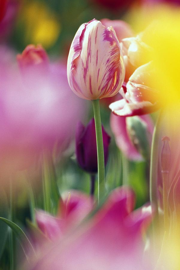 Garden Photograph - Tulip Flower by Natural Selection Craig Tuttle