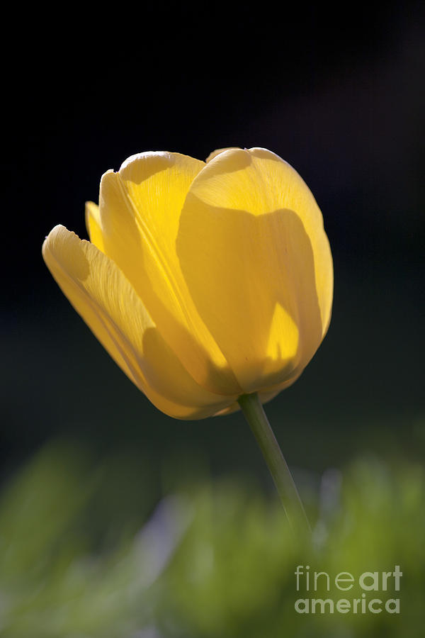 Tulip Photograph - Tulip Flower Series 1 by Heiko Koehrer-Wagner