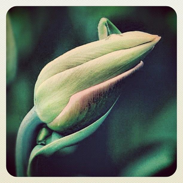Nature Photograph - #tulip #flower #spring #nature #grow by Christinaashley Huynh
