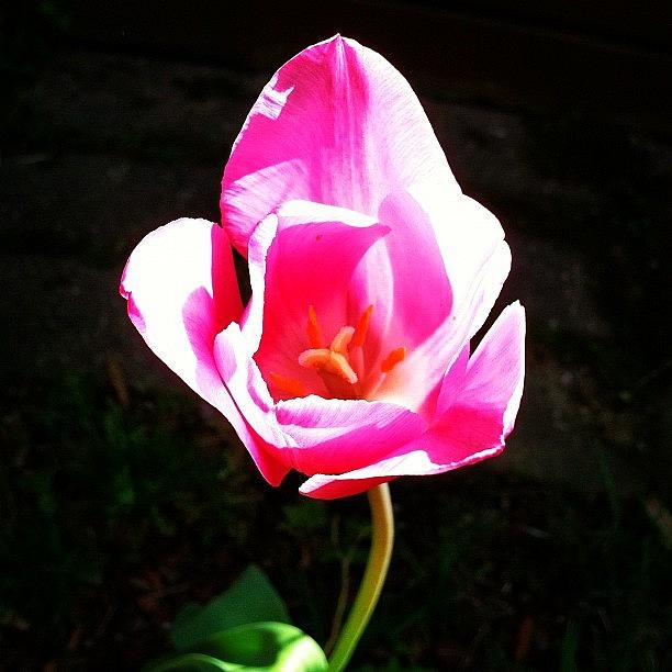 Spring Photograph - #tulip #flower #spring #pink by Lisa Thomas