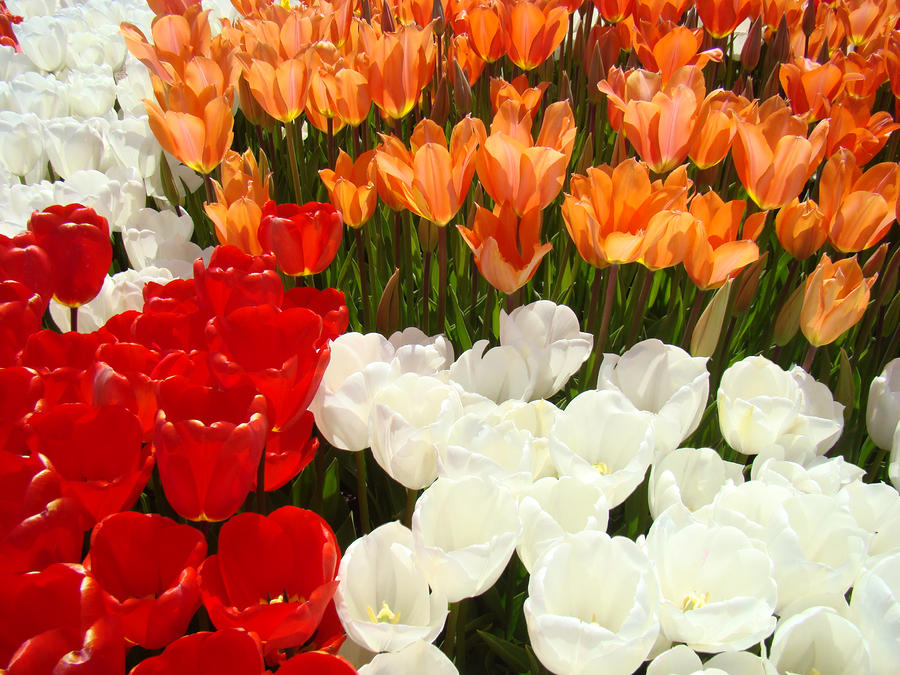 Tulip Flowers Festival Art Prints Floral Baslee Photograph