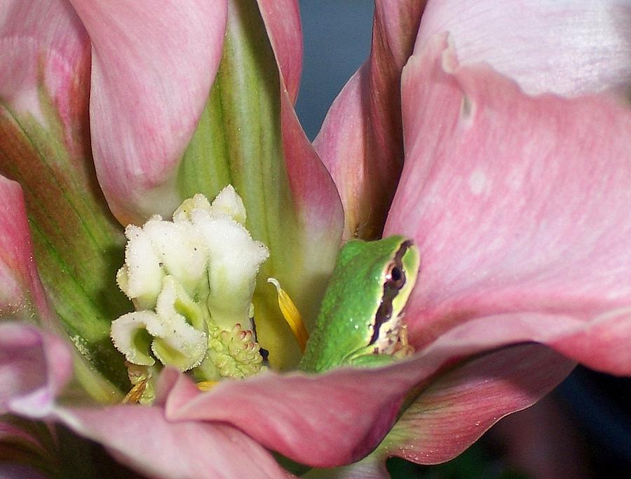 Tulip Frog Photograph by Peter Mooyman