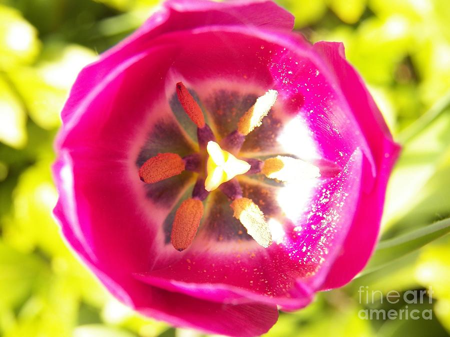 Tulip Fushia Photograph by Judy Via-Wolff