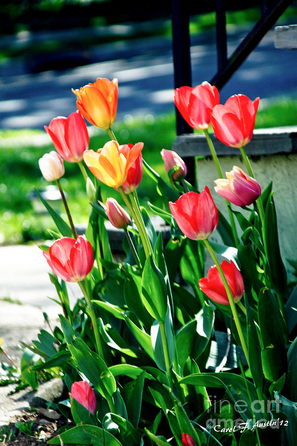 Tulip Garden Photograph by Carol F Austin