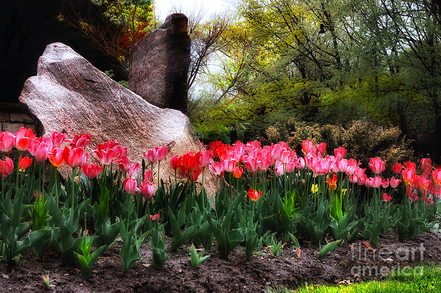 Tulip Garden Photograph by Elaine Manley