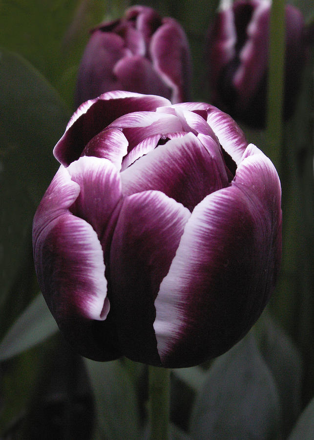 Tulip Photograph - Tulip Gavota by Nancy Griswold