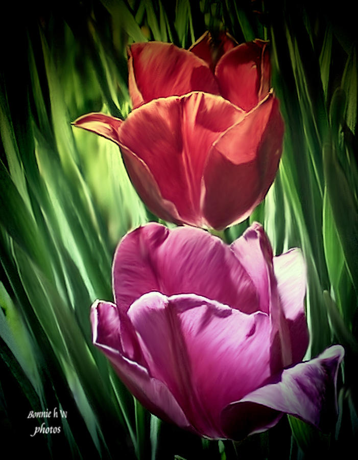 Tulip Harmony Photograph by Bonnie Willis