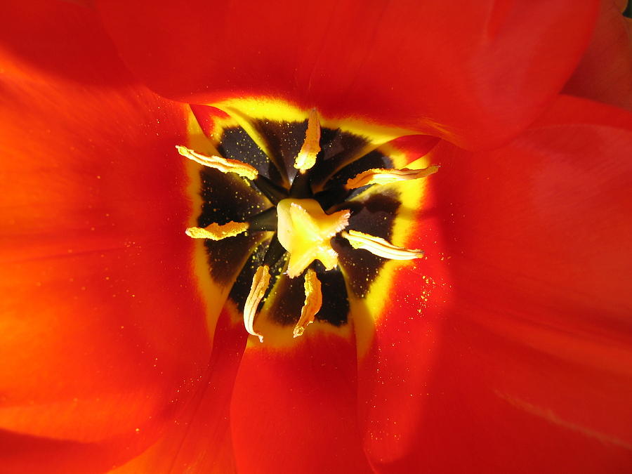 Tulip Heart Photograph by Emilie Broudy-Masson