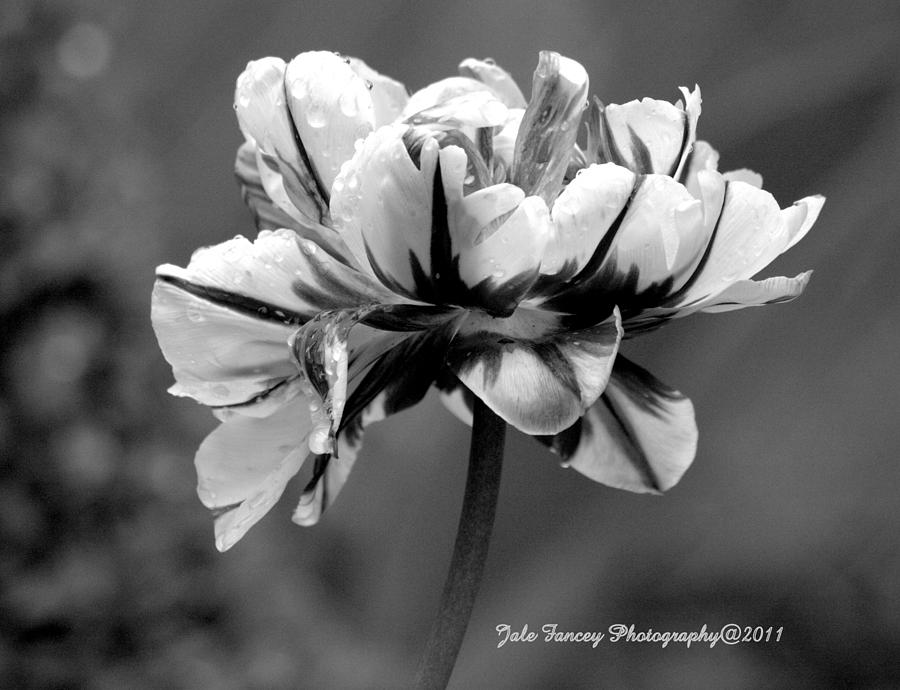 Tulip in black and white Photograph by Jale Fancey