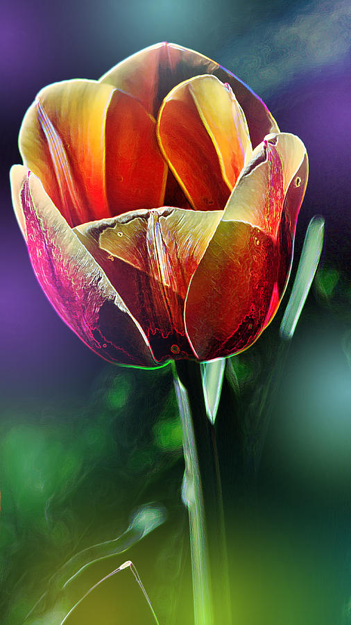 Tulip in Color Photograph by Bill and Linda Tiepelman