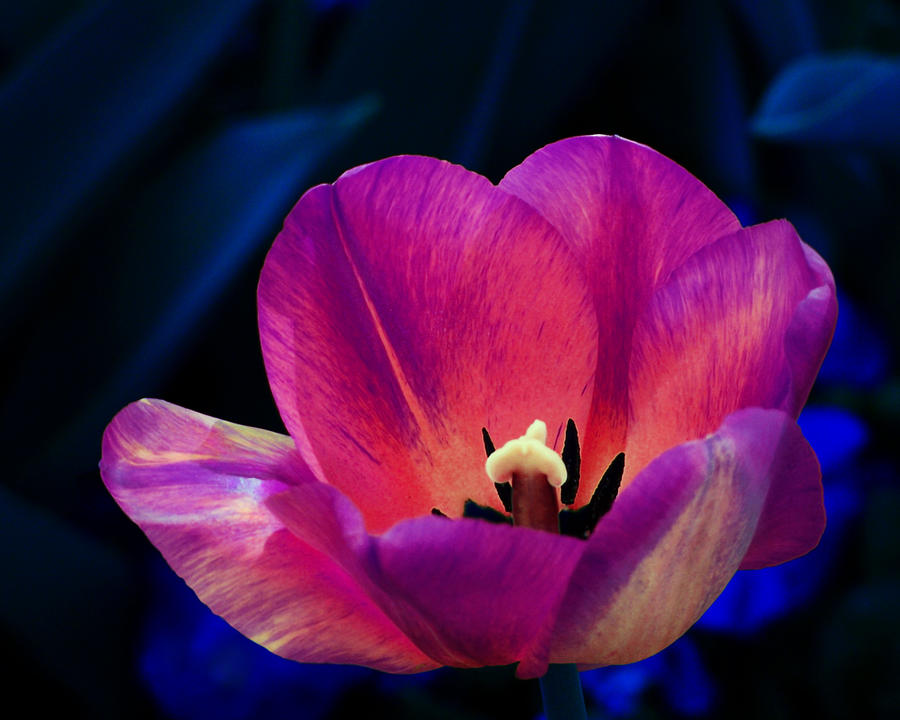 Tulip in Moonlight Photograph by Frances Miller