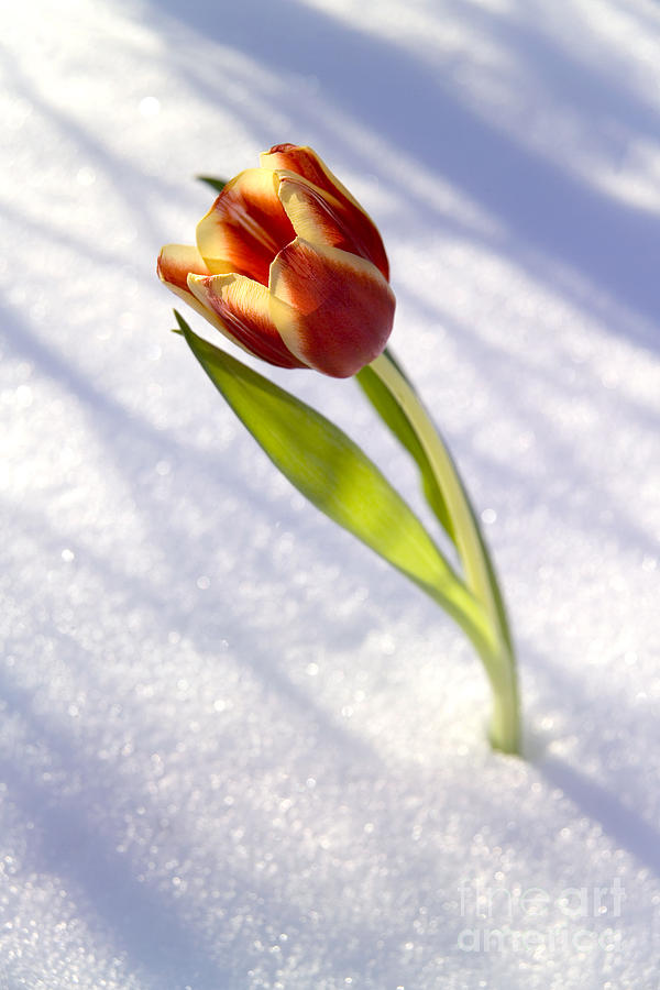 Tulip in snow Photograph by Tony Cordoza
