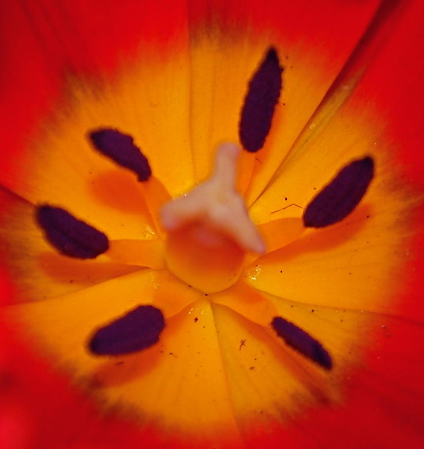 Summer Photograph - Tulip Insides by Michelle Cruz
