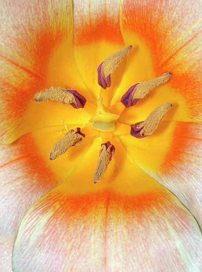Tulip Interior Photograph by Dave Mills