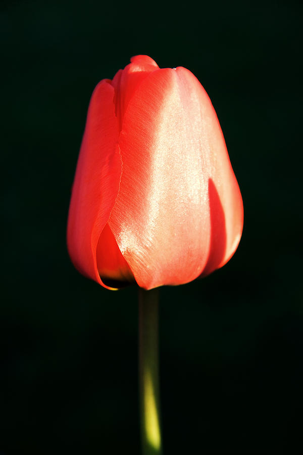 Tulip Photograph by Jeff Galbraith