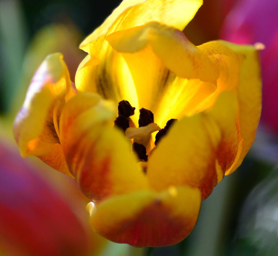Tulip Light Photograph by Sandi OReilly