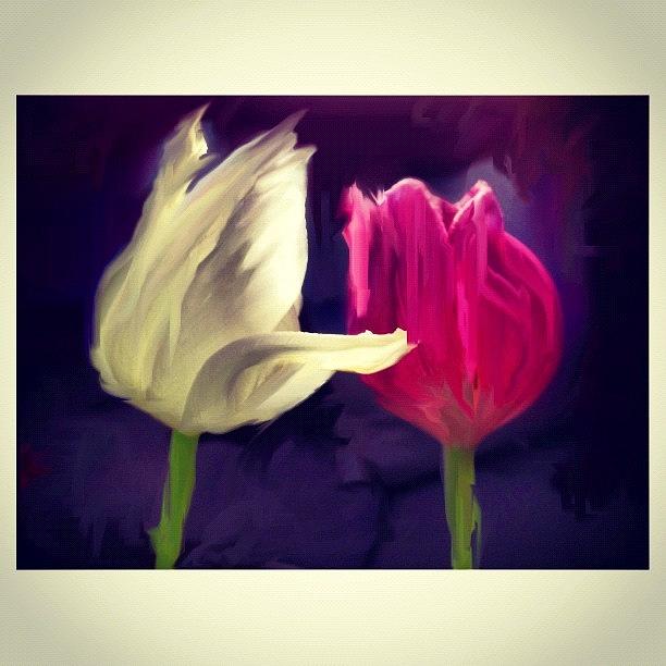 Tulip Photograph - Tulip Love by Paul Cutright