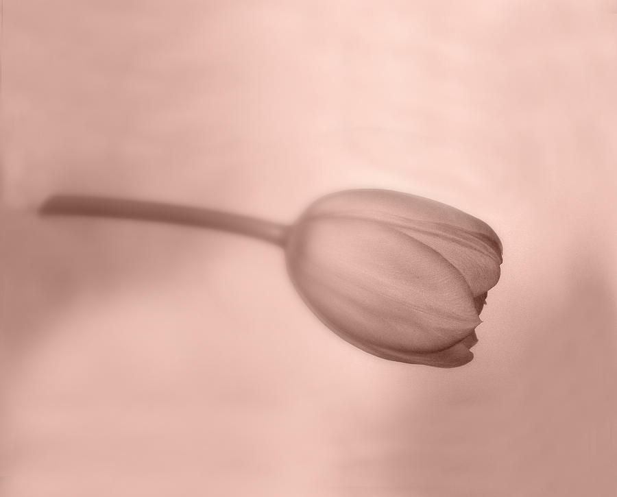 Tulip Photograph by Lynn Bolt
