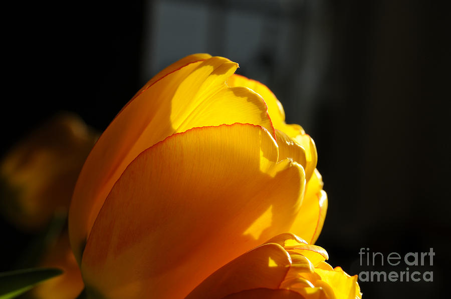 Tulip Photograph - Tulip Macro 2 by Addie Hocynec