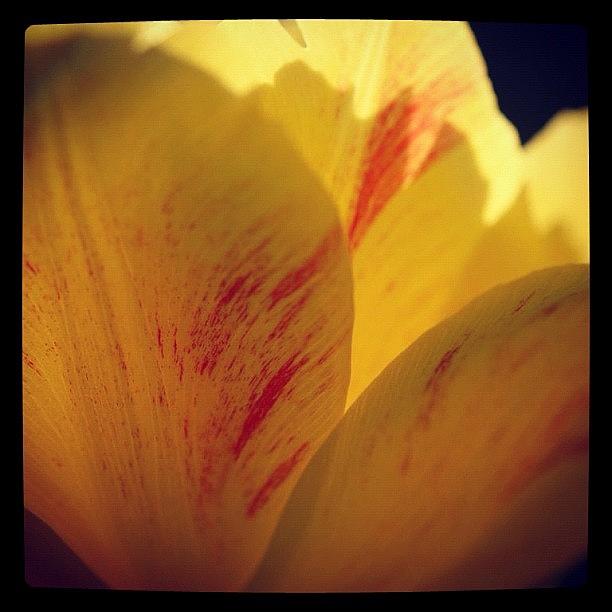 Tulip Photograph - Tulip by Melinda Wolverson