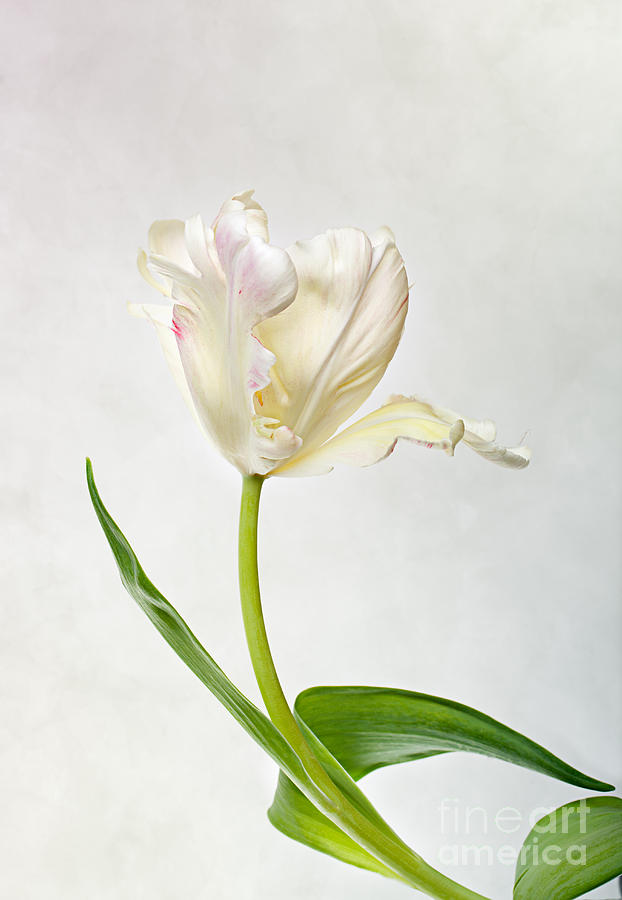 Flower Photograph - Tulip by Nailia Schwarz