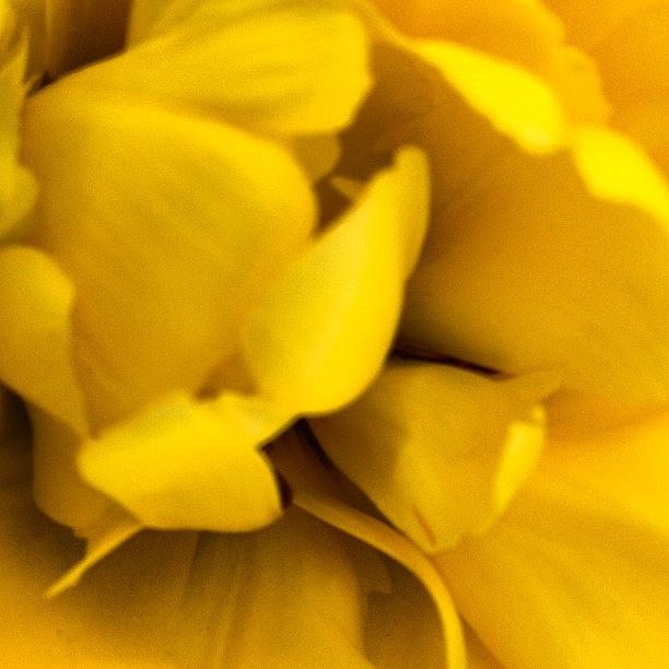 Flower Photograph - Tulip.  No Filter No Micro Lens by Marguerite Spieker