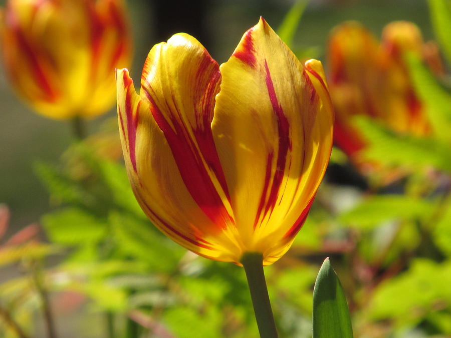 Tulip Of The Day Photograph by Alfred Ng
