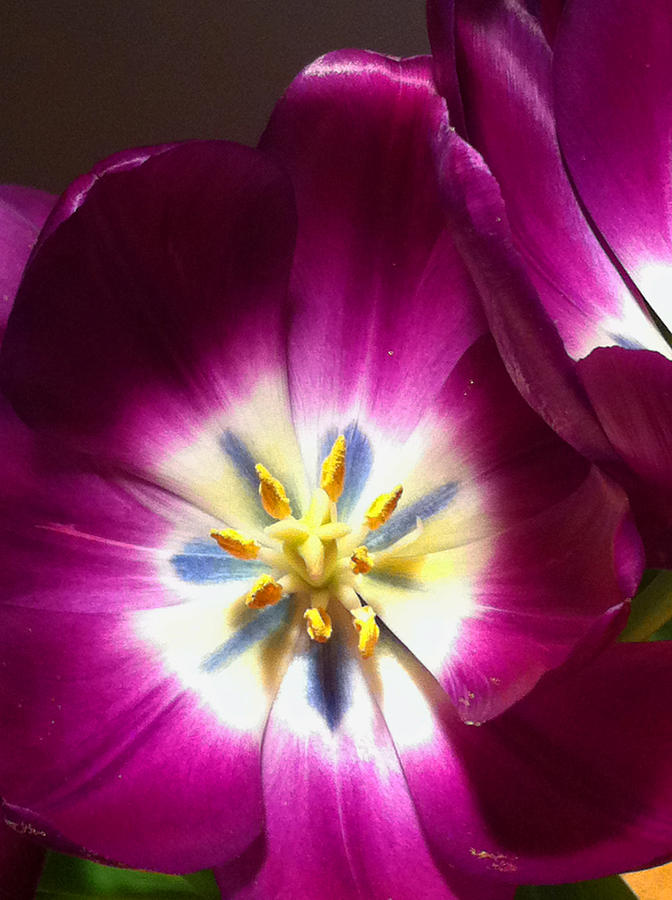 Tulip Overture Photograph by Kathy Corday