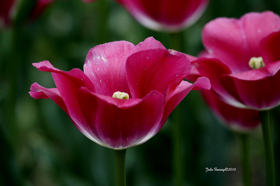 Tulip  Passion Photograph by Jale Fancey
