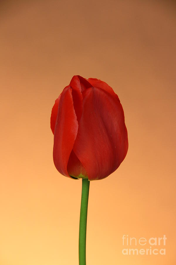 Tulip Photograph by Photo Researchers, Inc.