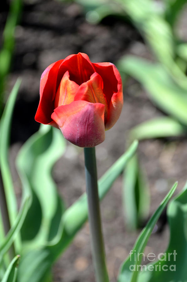 Tulip Photograph by Pravine Chester